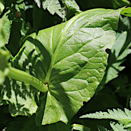 Berg-Sauerampfer / Rumex alpestris